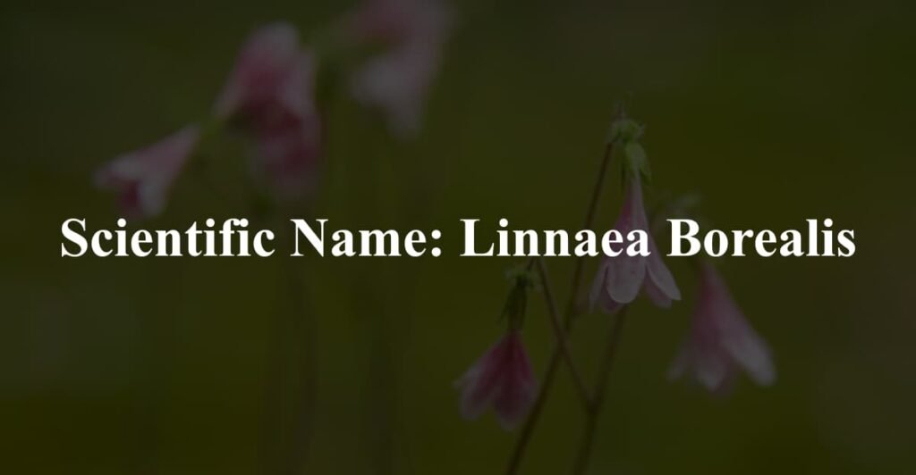 Scientific Name: Linnaea Borealis