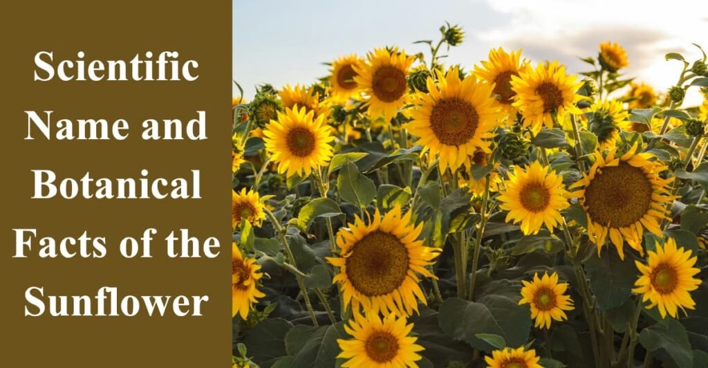 Scientific Name and Botanical Facts of the Sunflower
