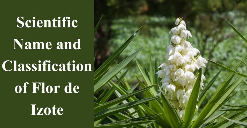 Scientific Name and Classification of Flor de Izote