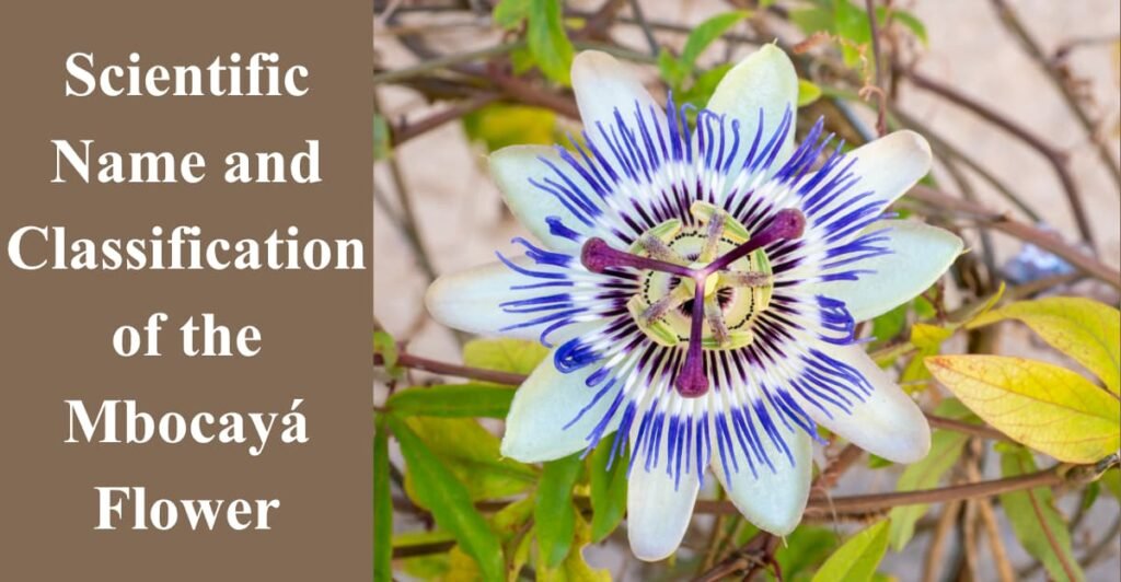 Scientific Name and Classification of the Mbocayá Flower