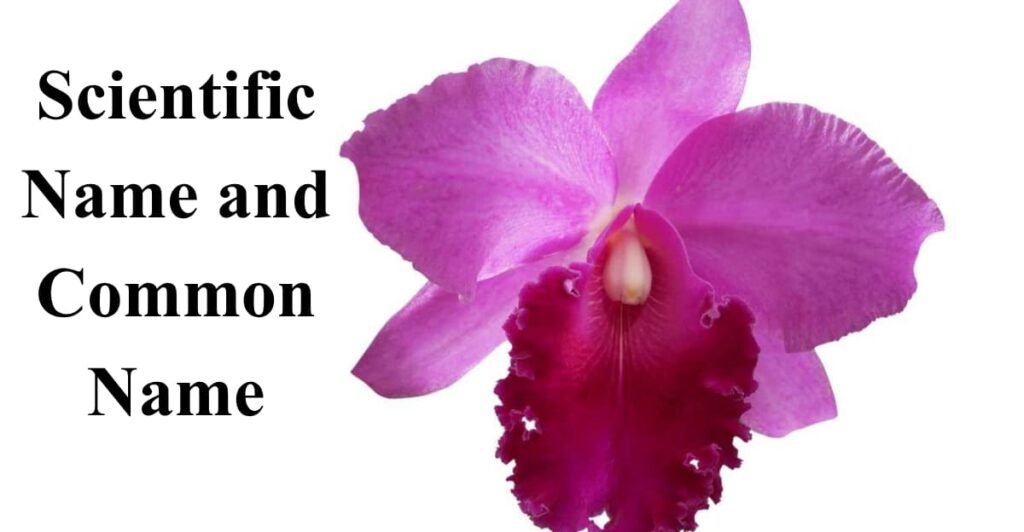 Scientific Name and Common Name