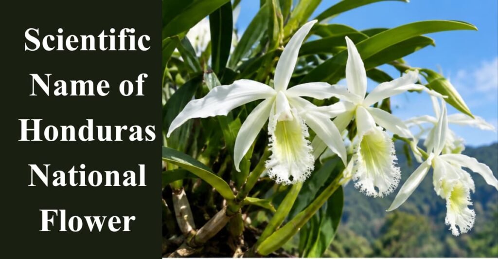 Scientific Name of Honduras National Flower