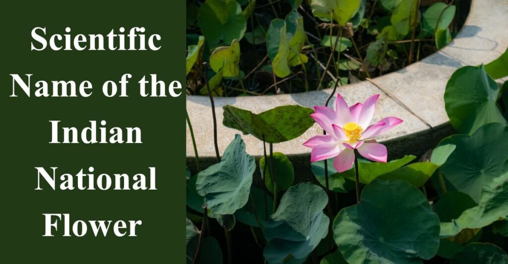 Scientific Name of the Indian National Flower