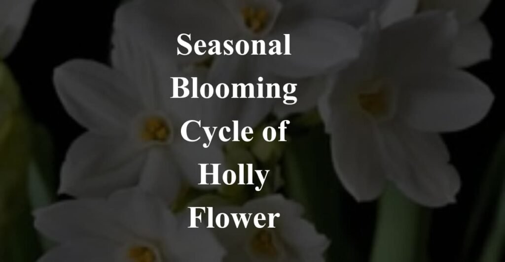 Seasonal Blooming Cycle of Holly Flower