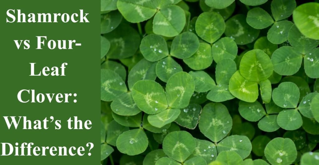 Shamrock vs Four-Leaf Clover: What’s the Difference?