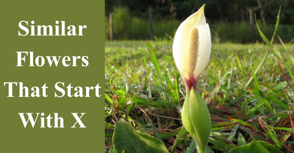 Similar Flowers That Start With X