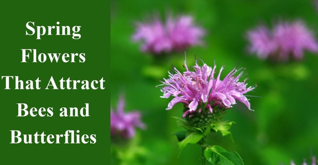 Spring Flowers That Attract Bees and Butterflies