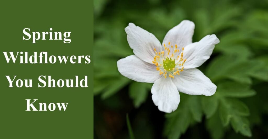 Spring Wildflowers You Should Know