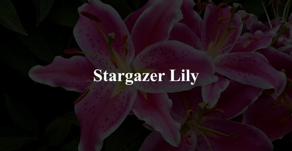 Stargazer Lily
