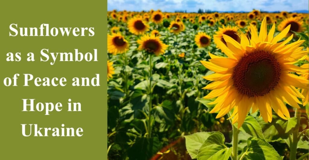 Sunflowers as a Symbol of Peace and Hope in Ukraine