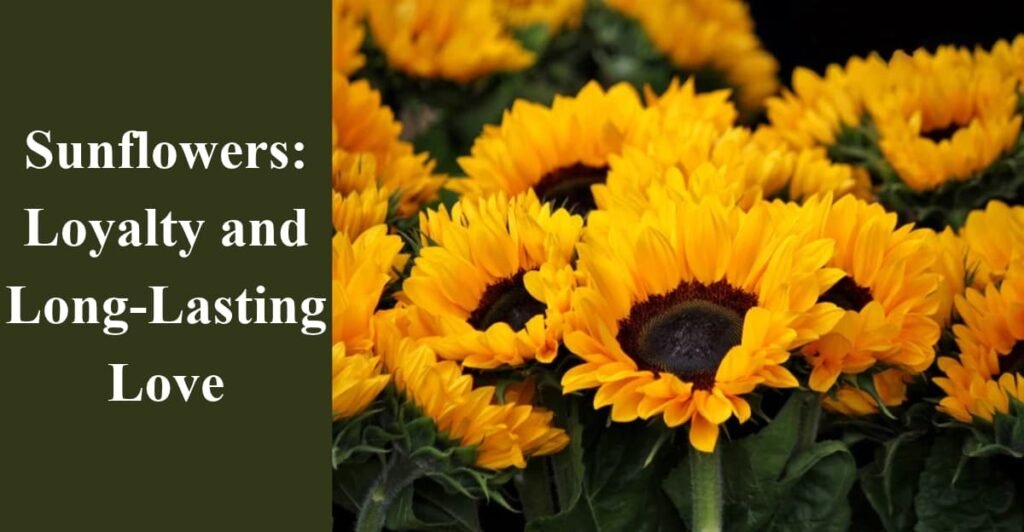 Sunflowers: Loyalty and Long-Lasting Love