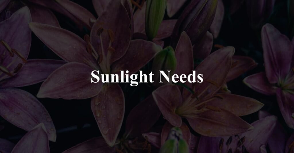 Sunlight Needs