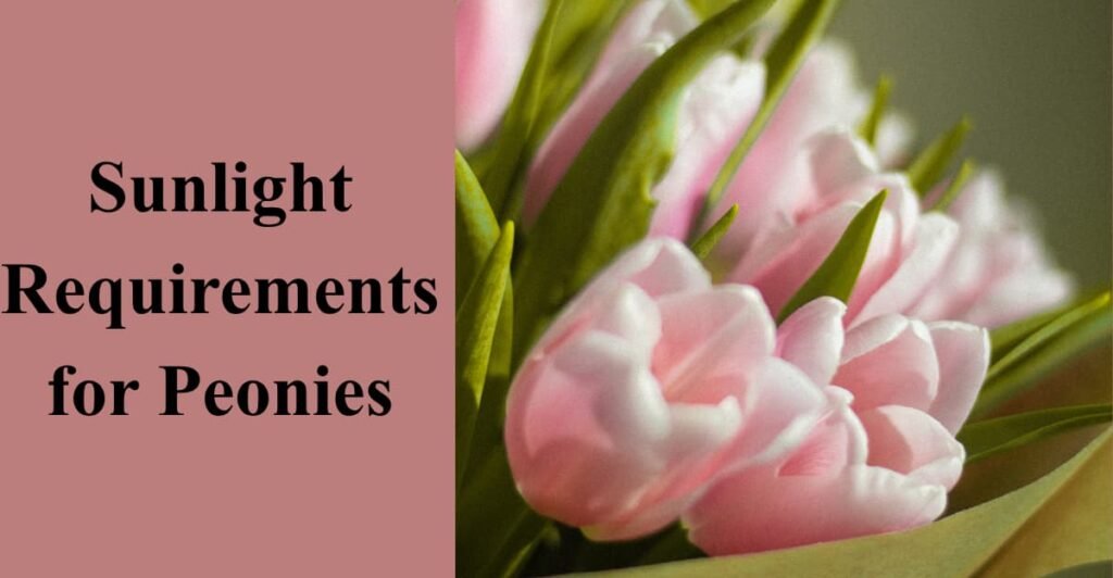 sunlight requirements for peonies