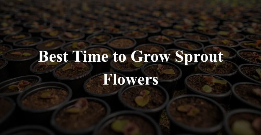 Best Time to Grow Sprout Flowers
