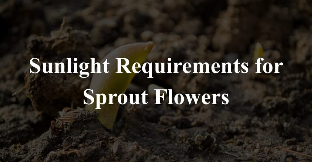 Sunlight Requirements for Sprout Flowers