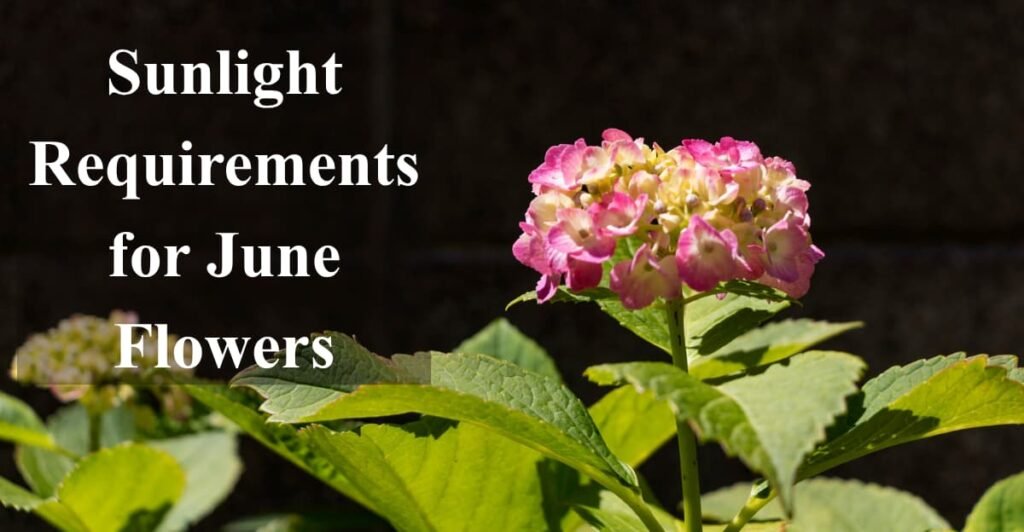 Sunlight Requirements for June Flowers