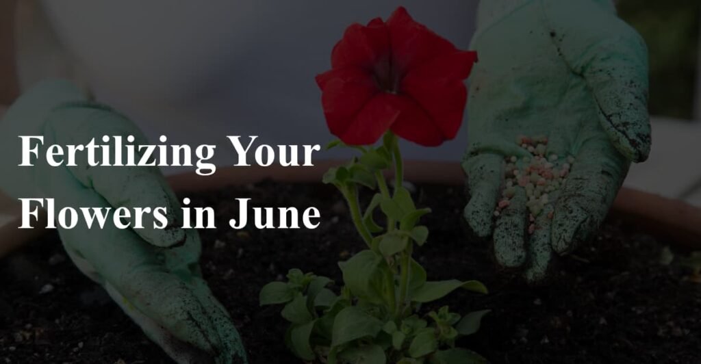 Fertilizing Your Flowers in June