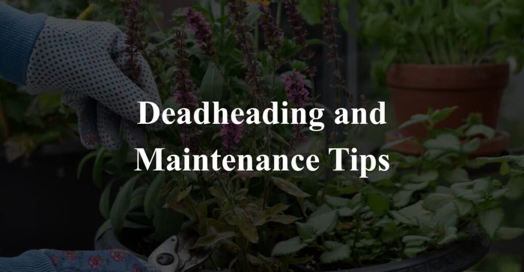 Deadheading and Maintenance Tips