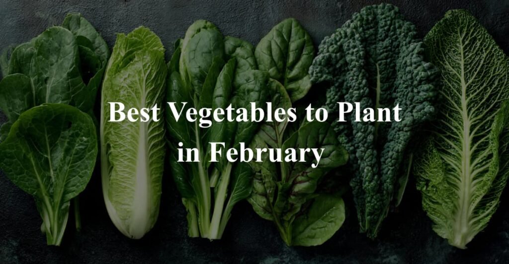 Best Vegetables to Plant in February