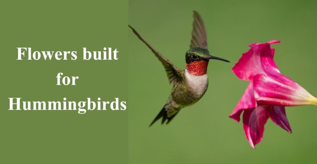 Flowers built for Hummingbirds