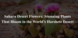 Sahara Desert Flowers: Stunning Plants That Bloom in the World’s Harshest Desert