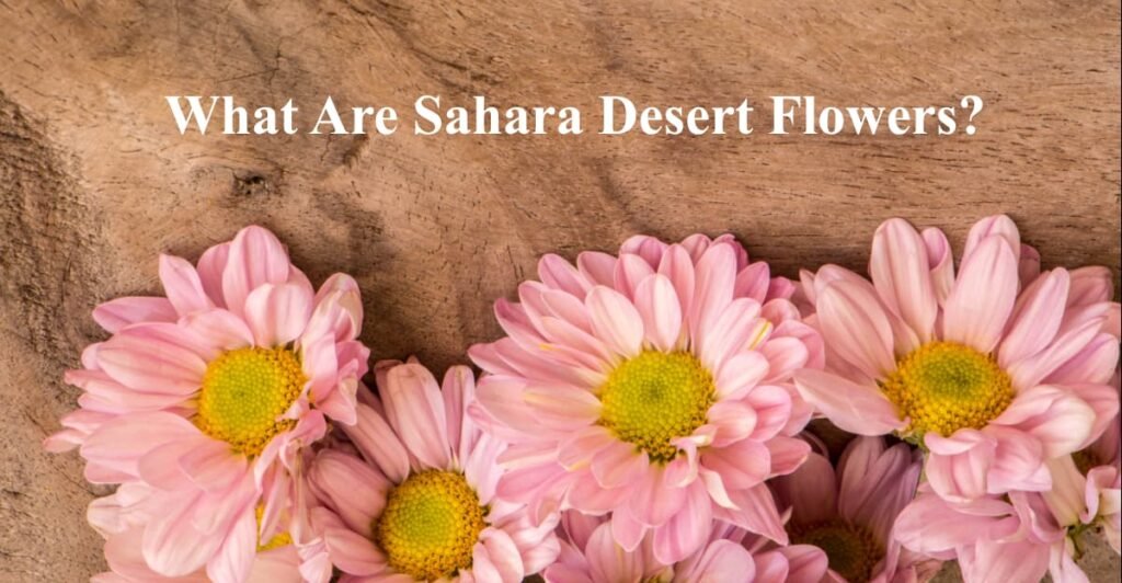 What Are Sahara Desert Flowers?