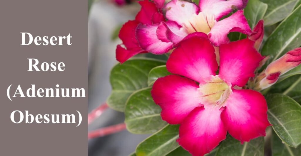 Desert Rose (Adenium Obesum)