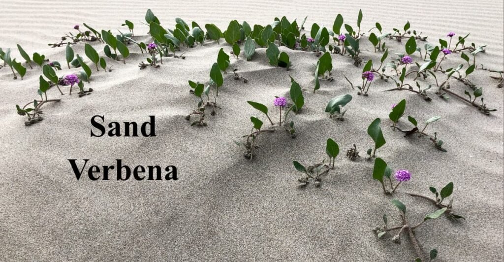 Sand Verbena