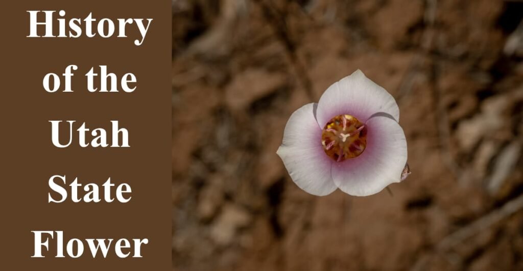 History of the Utah State Flower