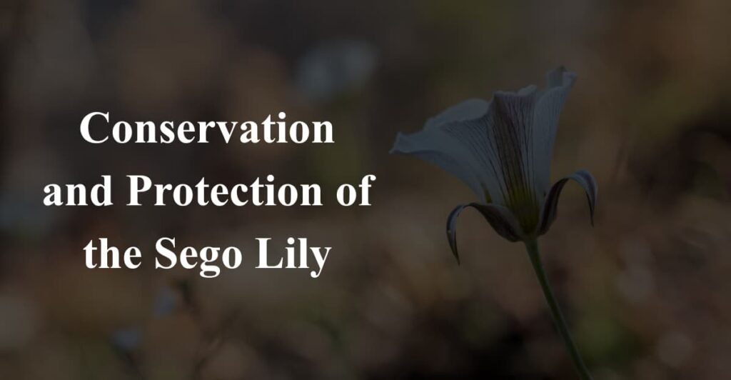 Conservation and Protection of the Sego Lily