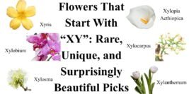 Flowers That Start With “XY”: Rare, Unique, and Surprisingly Beautiful Picks