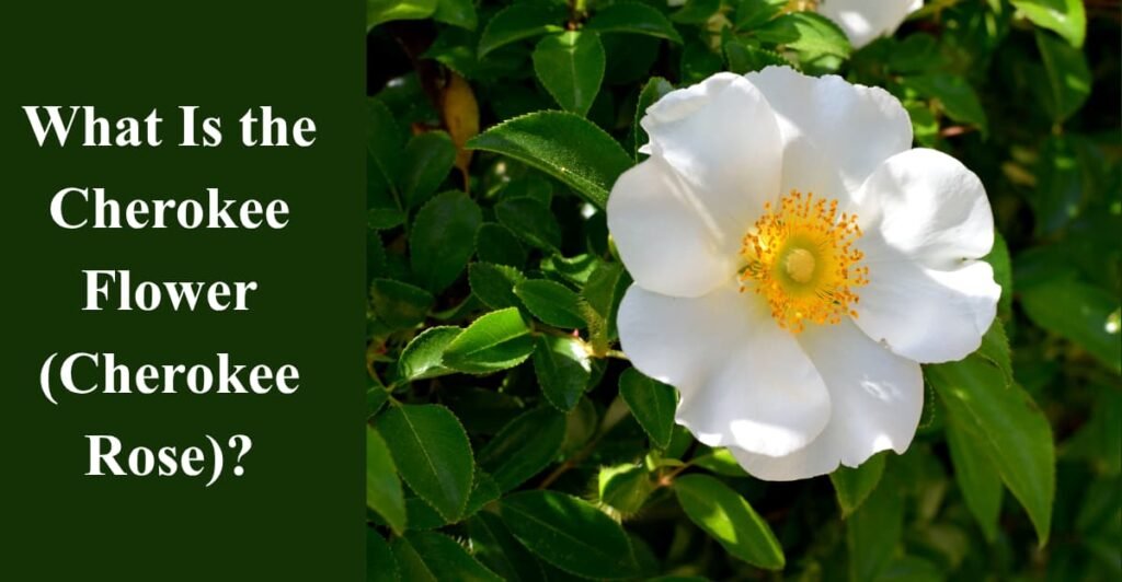 What Is the Cherokee Flower (Cherokee Rose)?