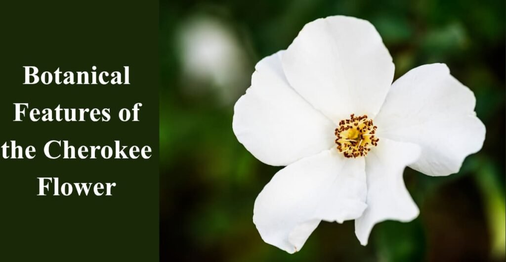 Botanical Features of the Cherokee Flower