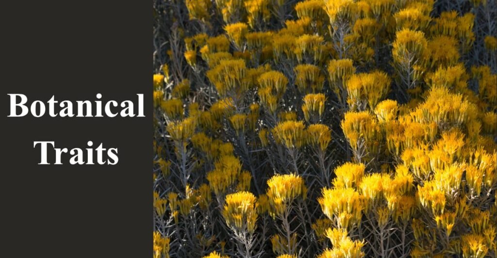 Botanical Traits