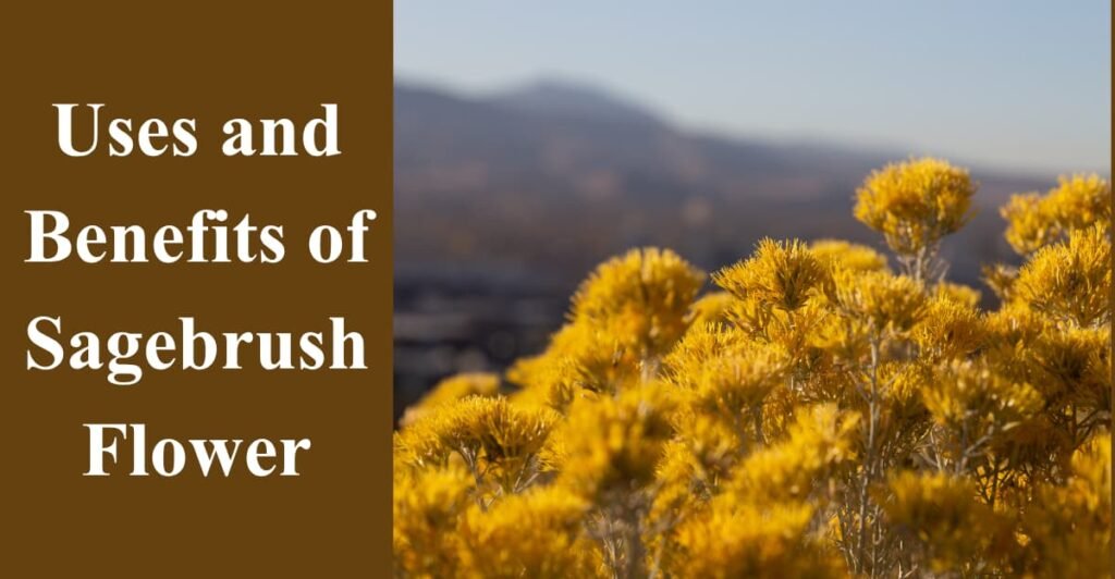 Uses and Benefits of Sagebrush Flower