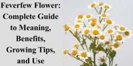Feverfew Flower: Complete Guide to Meaning, Benefits, Growing Tips, and Uses