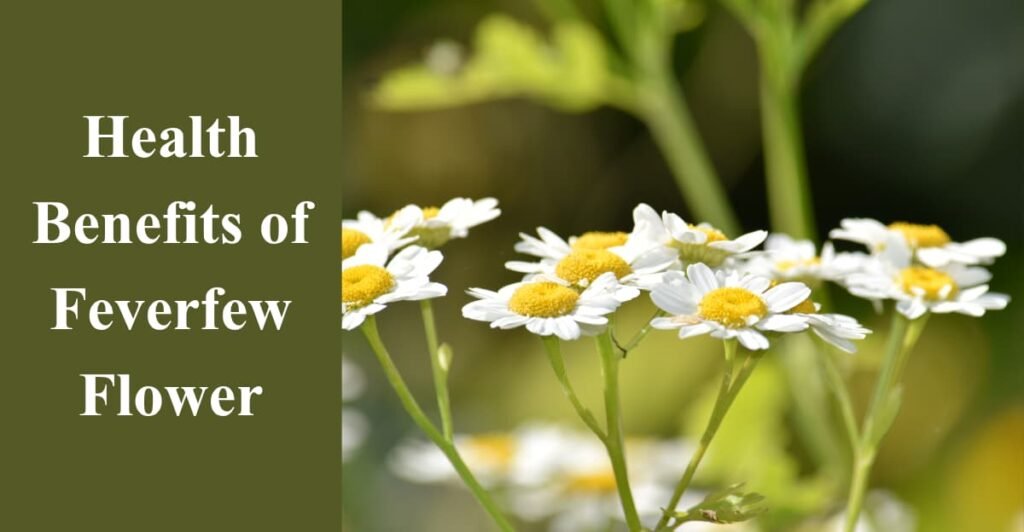 Health Benefits of Feverfew Flower