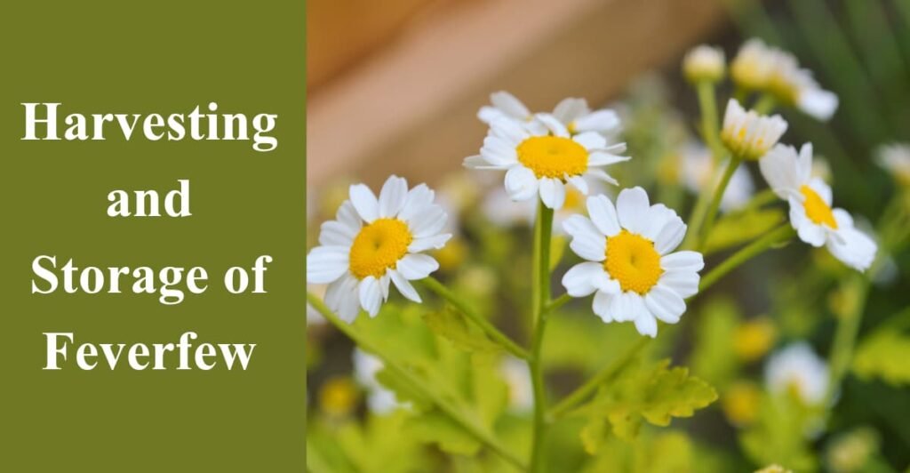 Harvesting and Storage of Feverfew