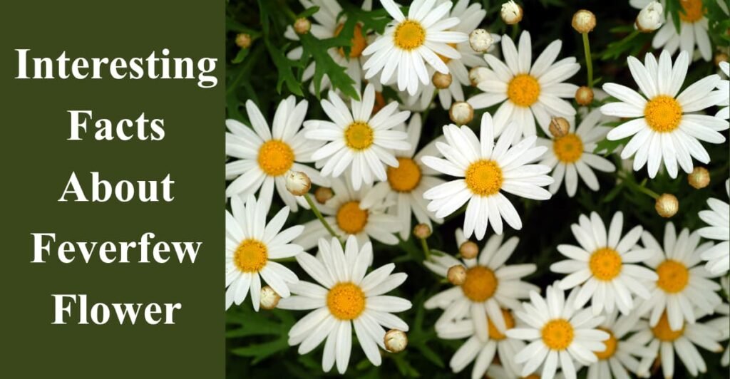 Interesting Facts About Feverfew Flower
