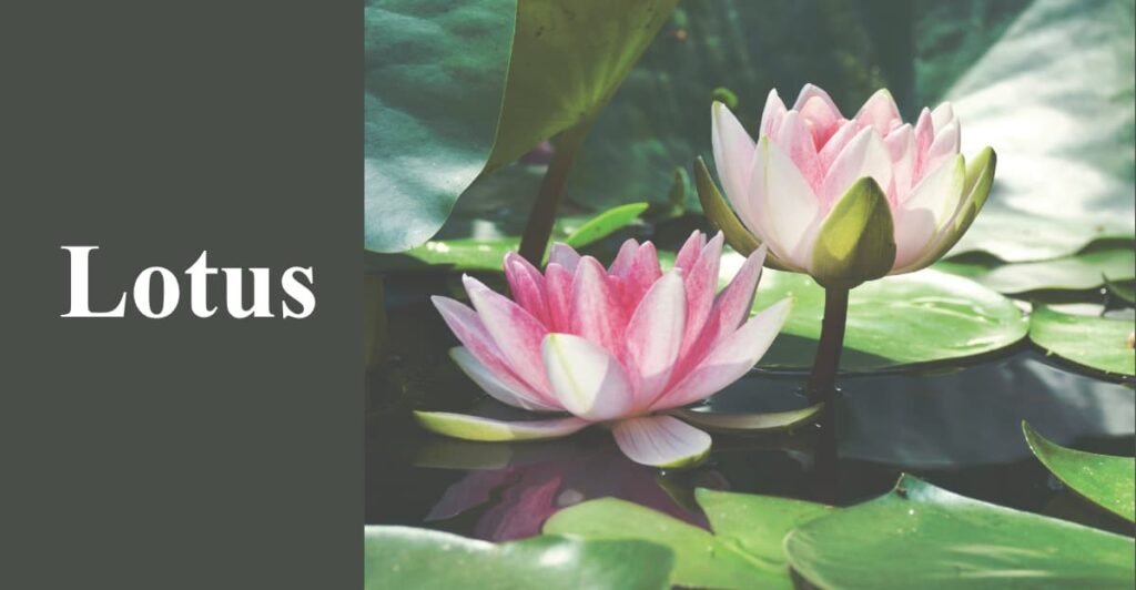 Lotus