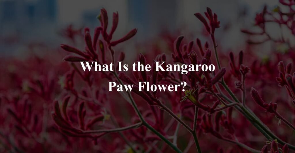 What Is the Kangaroo Paw Flower?