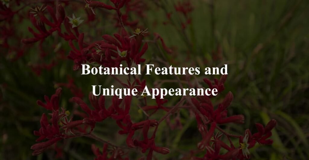 Botanical Features and Unique Appearance