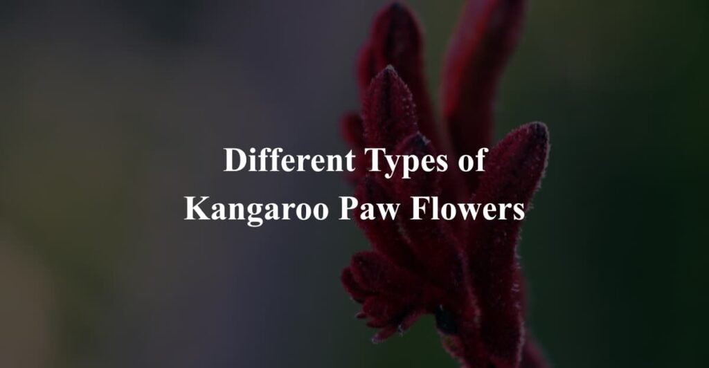 Different Types of Kangaroo Paw Flowers