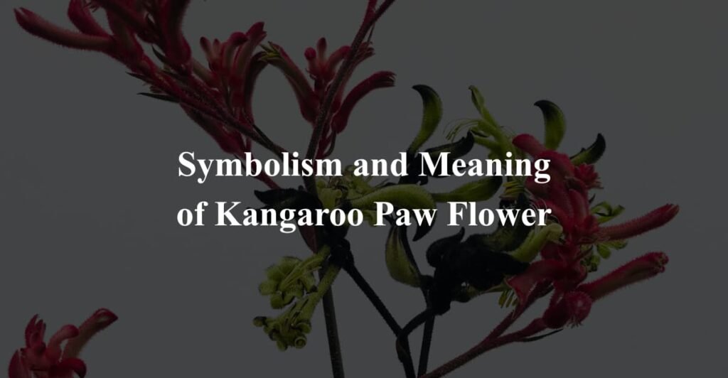 Symbolism and Meaning of Kangaroo Paw Flower