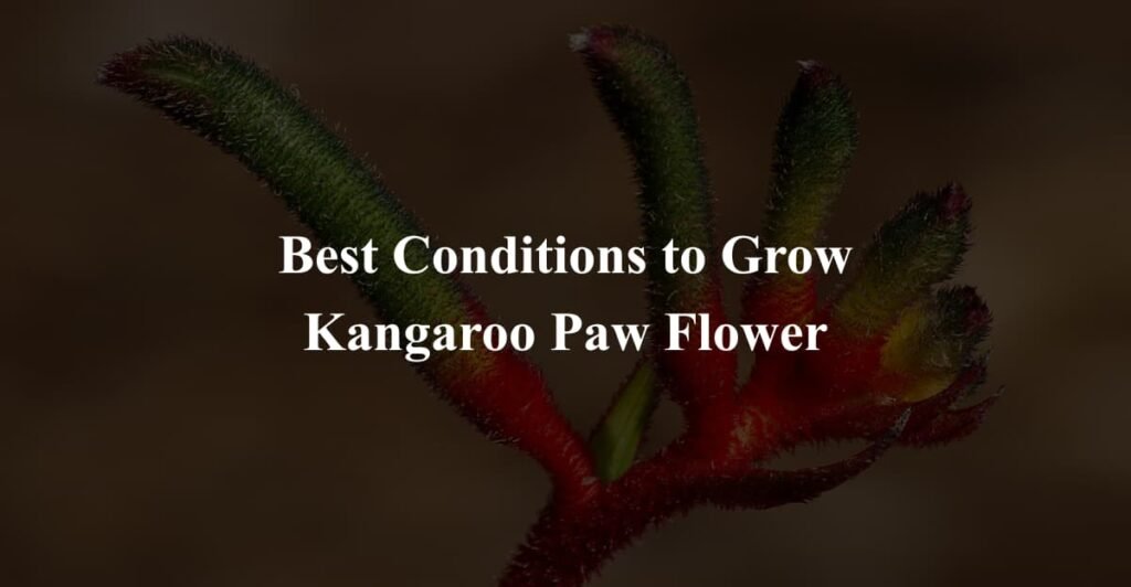 Best Conditions to Grow Kangaroo Paw Flower