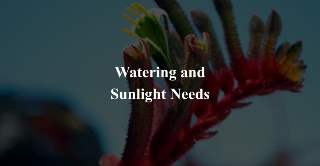 Watering and Sunlight Needs