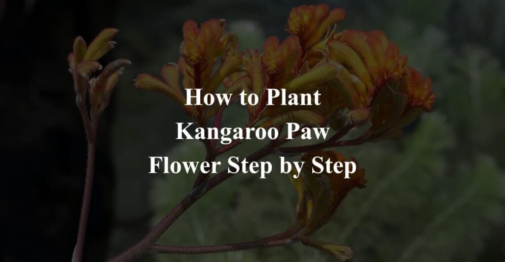 How to Plant Kangaroo Paw Flower Step by Step