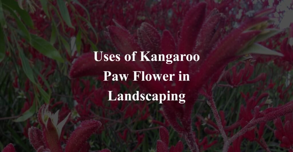 Uses of Kangaroo Paw Flower in Landscaping