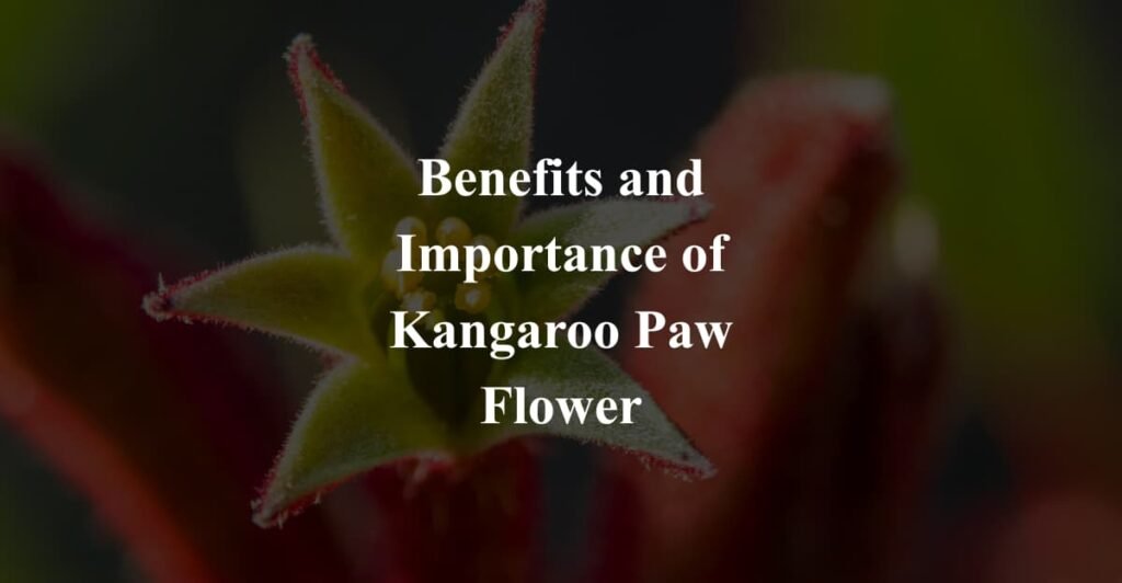 Benefits and Importance of Kangaroo Paw Flower