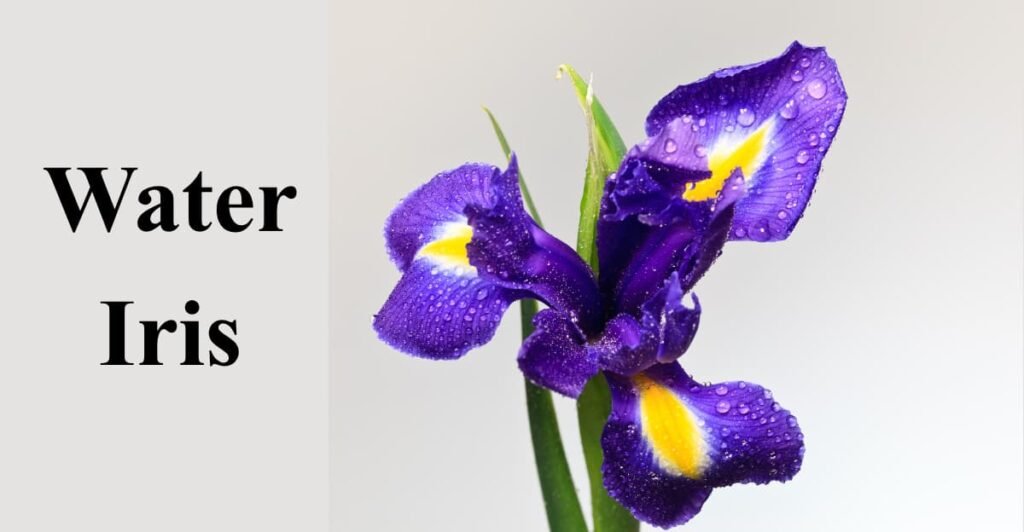 water iris